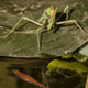 Come to me, my pretty: The mantis shown ready to strike.